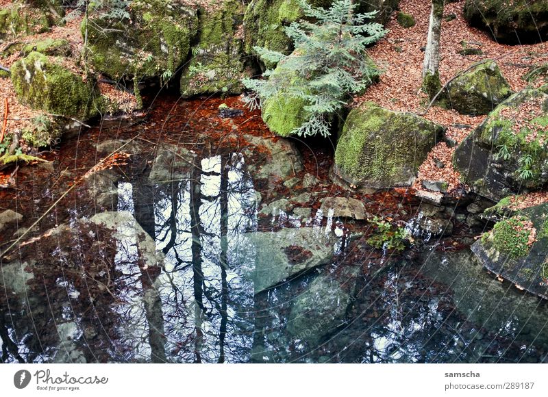 Der Spiegel im Wald wandern Umwelt Natur Landschaft Pflanze Urelemente Erde Wasser Herbst Felsen Seeufer Teich Flüssigkeit kalt nass natürlich wild Abenteuer