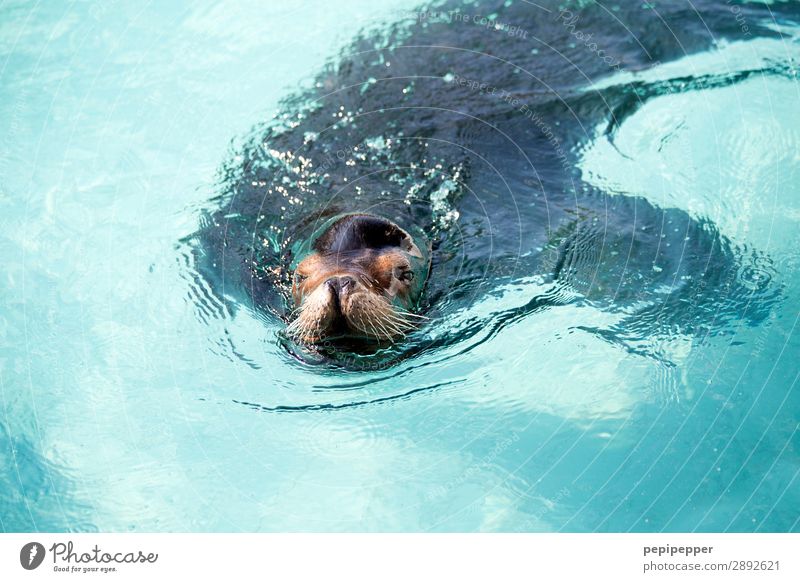 Seelöwe Ausflug Wellen Tier Wildtier Tiergesicht Fell 1 Wasser Schwimmen & Baden blau Farbfoto Menschenleer Tag Totale Tierporträt Oberkörper