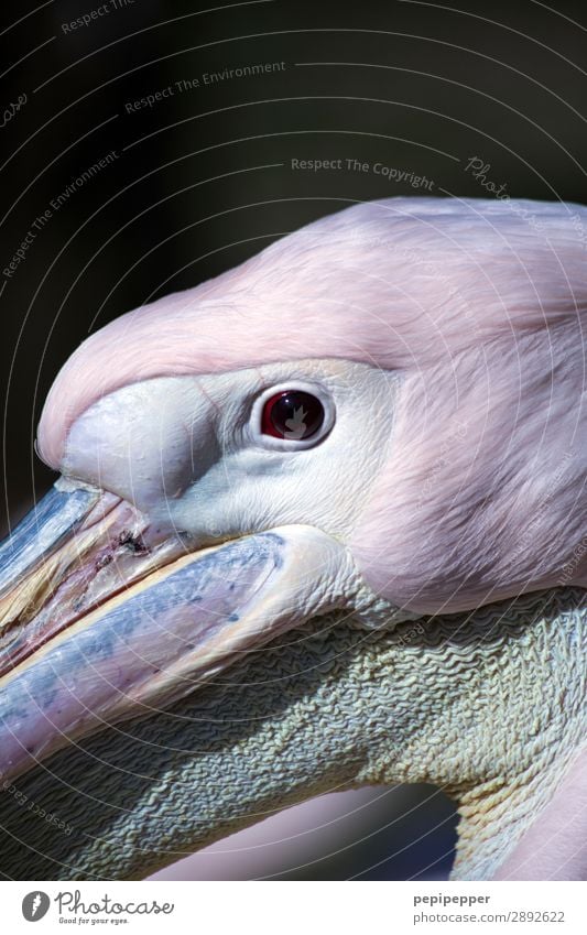 Pelikan Tier Wildtier Vogel Tiergesicht 1 Blick rosa Auge Schnabel Farbfoto Außenaufnahme Totale Blick in die Kamera