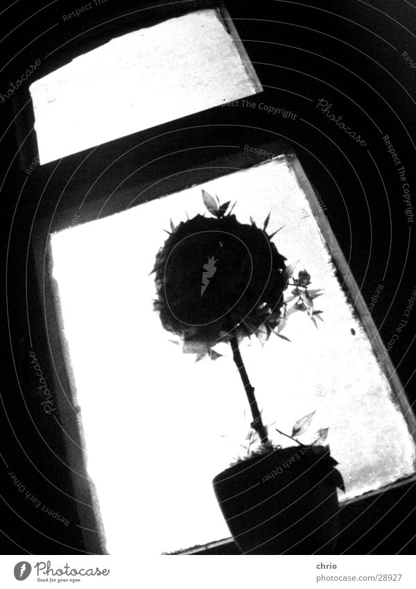 dürrer Rosenstock Fenster Blume dunkel obskur Schwarzweißfoto Perspektive Silhouette hell