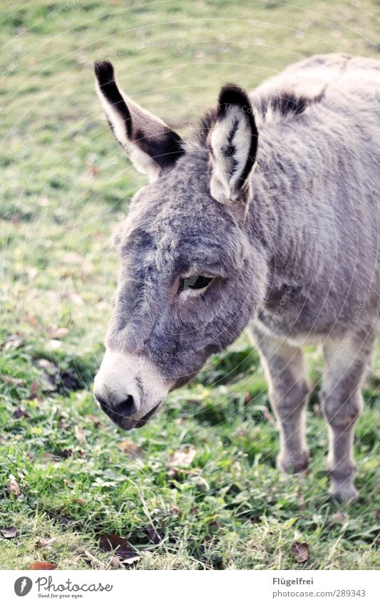 Flauschpaket Tier 1 stehen Esel Wiese Ohr auslaufen Einsamkeit horchen Denken niedlich grau Farbfoto Gedeckte Farben Außenaufnahme Tag