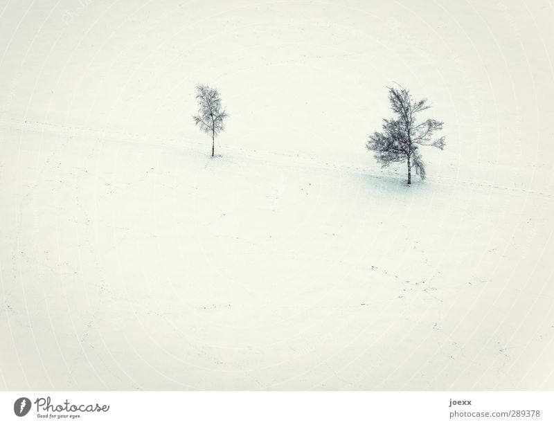 Nachwuchs Landschaft Winter Eis Frost Schnee Baum Feld hell kalt gelb schwarz weiß Partnerschaft Idylle Umwelt Wege & Pfade Farbfoto Gedeckte Farben