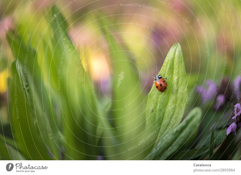 Marienkäfer krabbelt auf einem Blatt Natur Pflanze Tier Frühling Blume Gras Blüte Wildpflanze Rasenunkraut Unkraut Wiese Wildtier Käfer 1 krabbeln schön klein