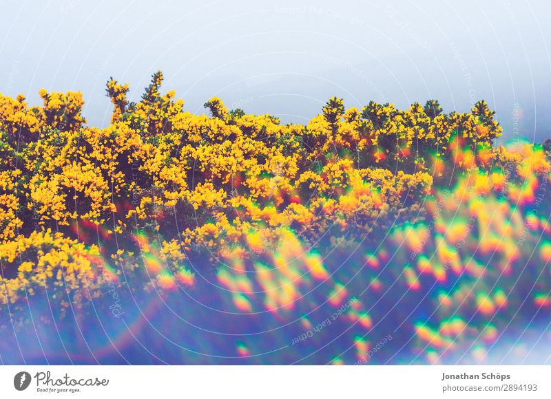 gelber Stechginster am Arthur's Seat in Edinburgh wandern Umwelt Natur Landschaft Pflanze Frühling Sträucher ästhetisch Großbritannien Schottland Ulex europaeus