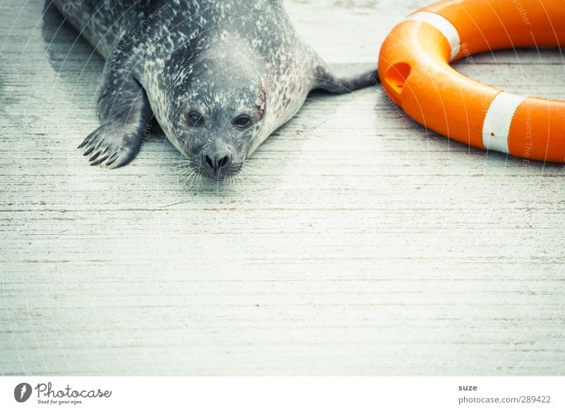 Rettung für den Weltuntergang Tier Wildtier Tiergesicht 1 liegen warten lustig Neugier niedlich wild orange Müdigkeit Seehund Robben Rettungsring Tierschutz