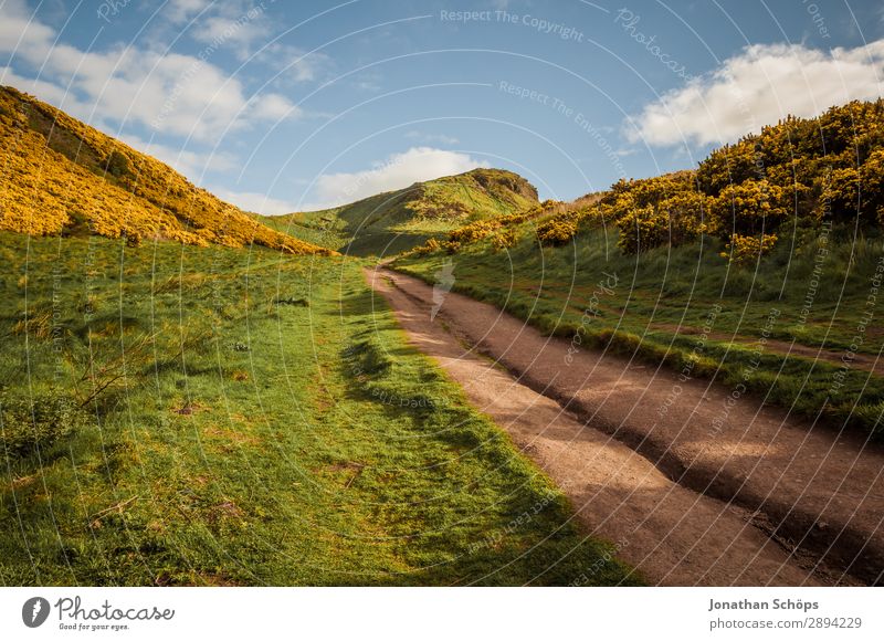 Weg zum Arthur's Seat in Edinburgh Ferien & Urlaub & Reisen Freiheit wandern Umwelt Natur Landschaft Pflanze Frühling Sträucher ästhetisch Großbritannien