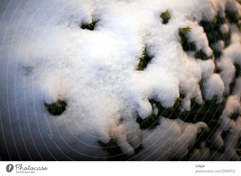 winter Winter Eis Frost Schnee Sträucher weiß Schneedecke kalt Eibe Farbfoto Gedeckte Farben Außenaufnahme Nahaufnahme Detailaufnahme Menschenleer Tag Abend