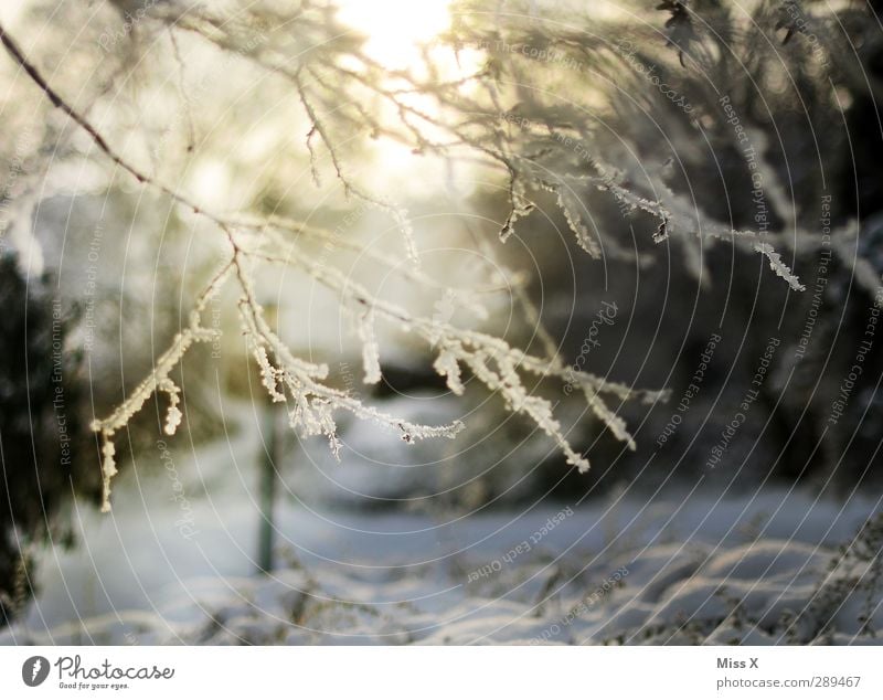 Winter Natur Schönes Wetter Eis Frost Schnee Baum Garten kalt weiß Ast Zweig Raureif Farbfoto Außenaufnahme Menschenleer Morgen Morgendämmerung Licht
