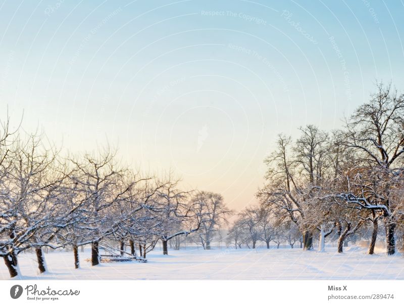 Winter Landschaft Eis Frost Baum Wiese kalt weiß Schneelandschaft Streuobstwiese Wolkenloser Himmel Farbfoto Außenaufnahme Menschenleer Textfreiraum oben Morgen