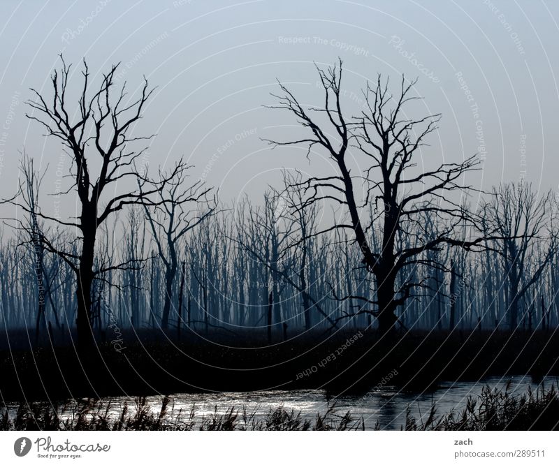 Weltuntergang | Mordor... Umwelt Natur Pflanze Herbst Winter schlechtes Wetter Nebel Regen Regenwasser Baum Baumstamm Wald Holz bedrohlich dunkel blau schwarz