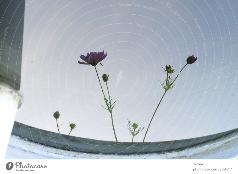 Weltuntergang / ein letztes Blümchenbild Pflanze Sommer Blume Blüte blau grau ruhig Wasseroberfläche Regentonne Reflexion & Spiegelung zart Anemonen