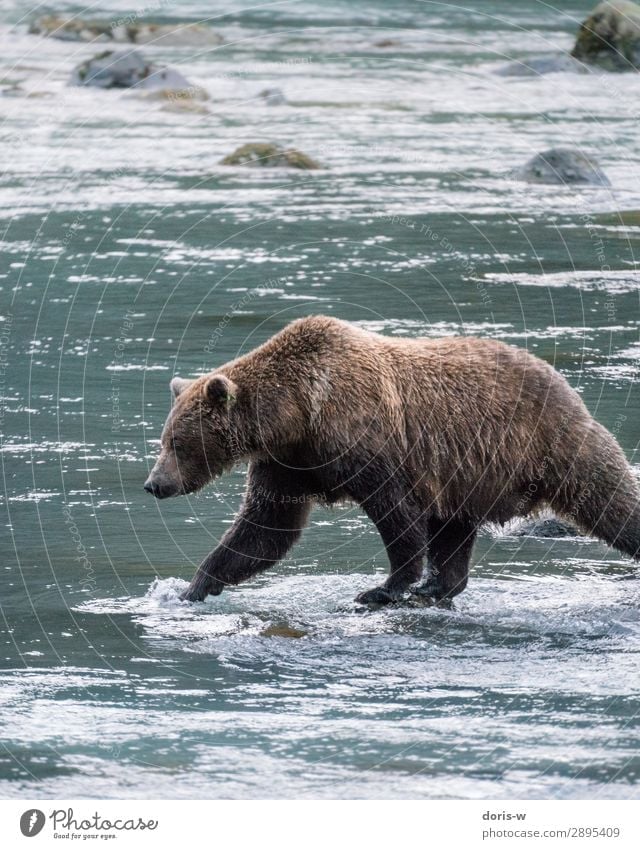 Braunbär auf Lachsfang wandern Natur Wasser Tier Wildtier 1 Abenteuer Kraft Überleben Bär Grizzly Angeln Fluss Alaska Kanada gehen Fell Landraubtier Landschaft