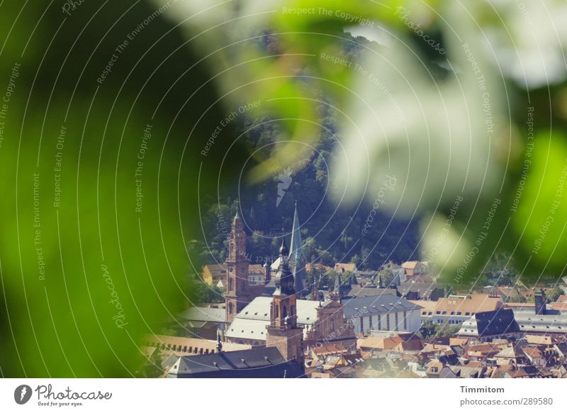 Ach nee, doch nicht| Aus der Deckung heraus Umwelt Pflanze Blatt Heidelberg Stadt Kirche Blick einfach grün Gefühle Zufriedenheit Wein Studium Farbfoto