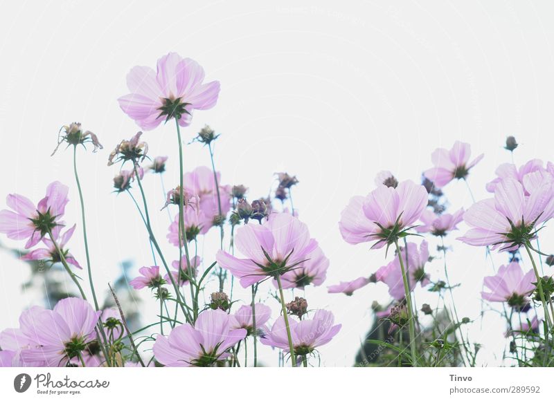 Ach nee, doch nich / kein letztes Blümchenbild Pflanze Sommer Blume Blüte Wildpflanze grün violett rosa weiß Anemonen zart viele mehrere Perspektive