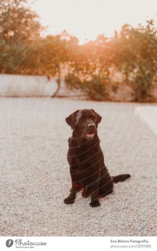 Porträt eines schönen schwarzen Labradors, der den Sonnenuntergang genießt. Glück Gesicht Spielen Sommer Freundschaft Natur Tier Himmel Schönes Wetter Gras
