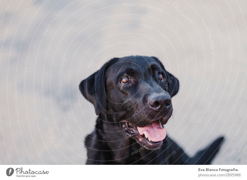 Porträt eines schönen schwarzen Labradors im Freien Lifestyle elegant Freude Glück Spielen Sommer Freundschaft Erwachsene Tier Haustier Hund 1 beobachten