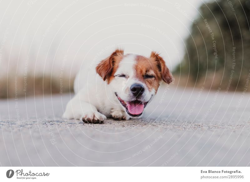 Porträt im Freien von einem süßen kleinen Hund, der lächelt. Lifestyle elegant Freude Glück schön Spielen Sommer Freundschaft Erwachsene Tier Himmel