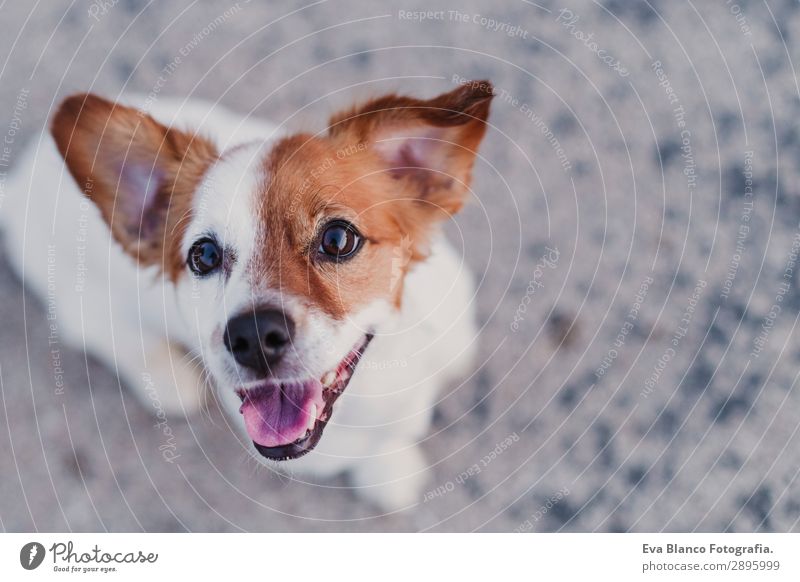 Porträt im Freien von einem süßen kleinen Hund, der in die Kamera schaut. Lifestyle elegant Freude Glück schön Spielen Sommer Freundschaft Erwachsene Tier