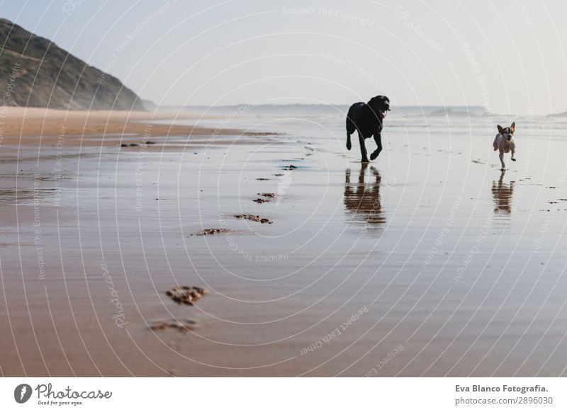 zwei glückliche Hunde, die Spaß am Strand haben. Laufen am Meer entlang Lifestyle Freude schön Erholung Spielen Jagd Ferien & Urlaub & Reisen Sommer Sonne Sport