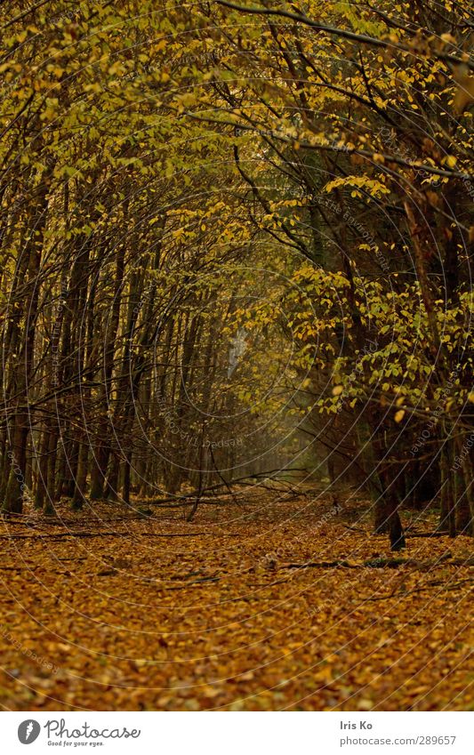 blätterweg wandern Natur Landschaft Pflanze Herbst schlechtes Wetter Baum Blatt Wald atmen verblüht natürlich unten weich braun gelb gold grün Stimmung ruhig