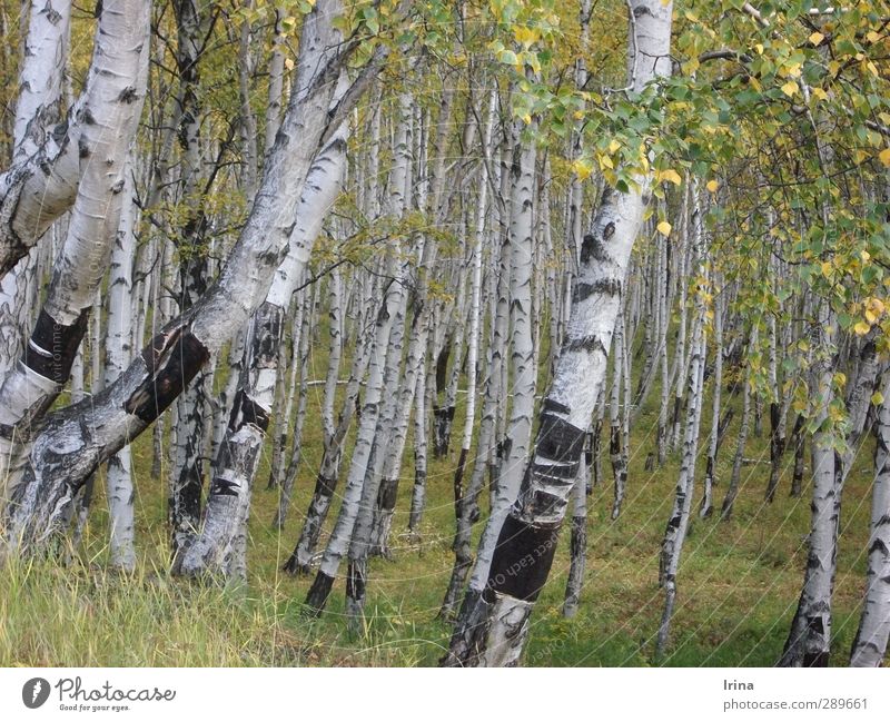 Russland | Beresa Natur Pflanze Baum Birke Wald Birkenwald grün weiß Baumrinde Herbst Herbstbeginn Farbfoto Gedeckte Farben Außenaufnahme Menschenleer