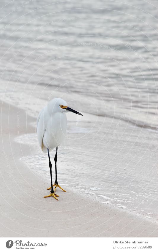 Weiß-heit I Umwelt Natur Tier Sand Wasser Frühling schlechtes Wetter Wellen Meer Atlantik Wildtier Vogel Seidenreiher Schreitvogel Reiher 1 beobachten Jagd
