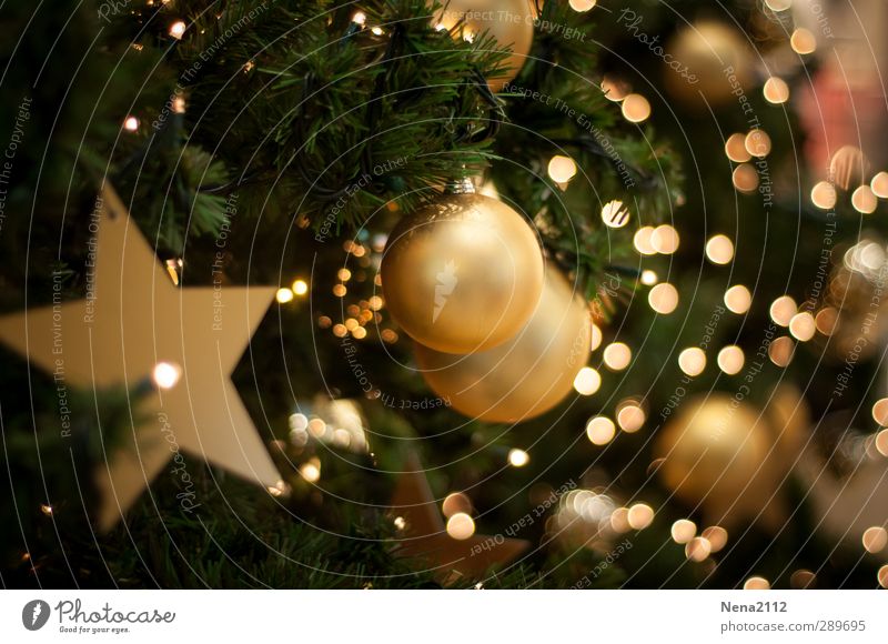 Frohe Weihnachten! :) elegant Winter Wohnzimmer Feste & Feiern Weihnachten & Advent gold grün Tanne Weihnachtsbaum Weihnachtsdekoration Weihnachtsstern