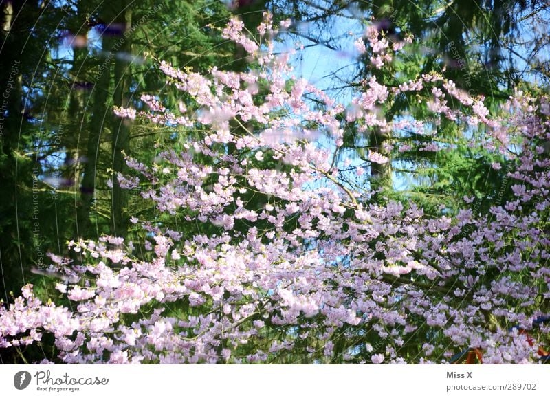 Frohe Weihnacht ;-) Frühling Baum Blatt Blüte Garten Blühend Duft rosa Kirschblüten Kirschbaum Frühlingsfarbe Farbfoto mehrfarbig Außenaufnahme Muster
