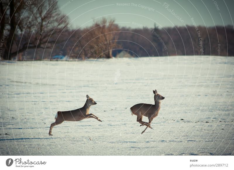 Für Eile fehlt mir die Zeit Jagd Winter Umwelt Natur Landschaft Tier Himmel Horizont Schnee Baum Feld Wald Wildtier 2 Tierpaar rennen Bewegung springen kalt