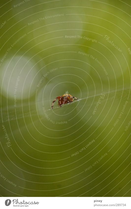 Netz Natur Tier Sommer Wald Spinne Vorfreude Angst Spinnennetz Farbfoto Außenaufnahme Detailaufnahme Makroaufnahme Menschenleer Textfreiraum Mitte