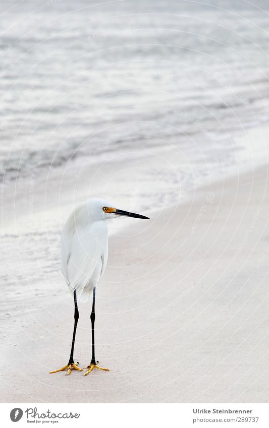 Weiß-heit II Umwelt Natur Tier Sand Wasser Frühling schlechtes Wetter Wellen Meer Atlantik Wildtier Vogel Seidenreiher Schreitvögel Reiher 1 beobachten Jagd