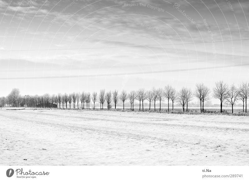 Glædelig Jul! Landschaft Winter Eis Frost Schnee Baum frieren kalt grau schwarz silber weiß Schwarzweißfoto Außenaufnahme Textfreiraum oben Textfreiraum unten
