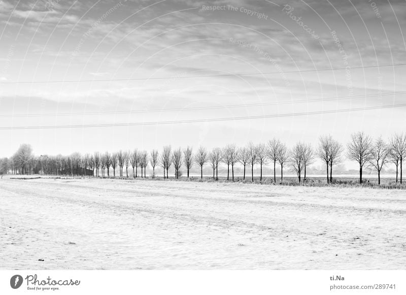 Glædelig Jul! Landschaft Winter Eis Frost Schnee Baum frieren kalt grau schwarz silber weiß Schwarzweißfoto Außenaufnahme Textfreiraum oben Textfreiraum unten