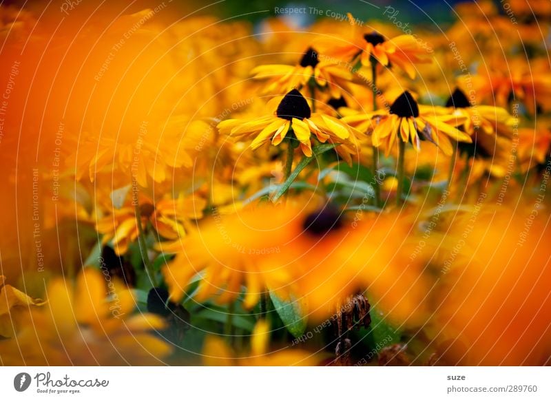 und dann gibt's wieder Diskussionen | Sommerbild im Winter Pflanze Blume Blüte Blühend Wachstum Duft Freundlichkeit schön gelb orange Lebensfreude Blütenblatt