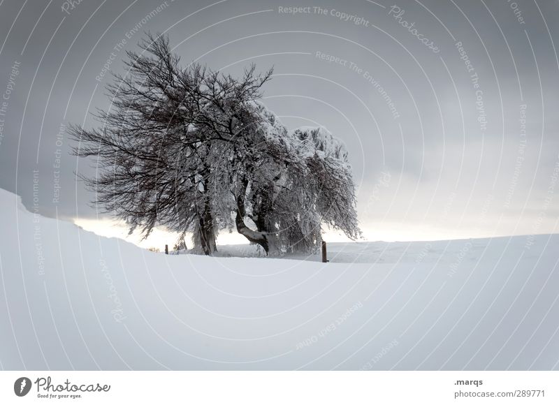 Kalt&kühl Ausflug Winter Schnee Winterurlaub Umwelt Natur Landschaft Himmel Gewitterwolken Klima Wetter Eis Frost Zeichen kalt Stimmung Einsamkeit Horizont