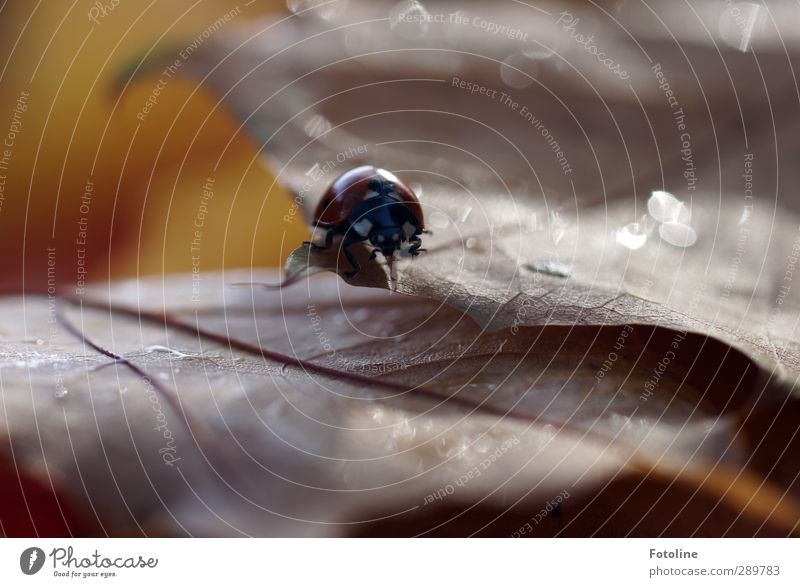 Überfluß | an Marienkäfern... Umwelt Natur Pflanze Tier Urelemente Wasser Wassertropfen Herbst Blatt Käfer 1 hell nah nass natürlich braun rot schwarz Insekt