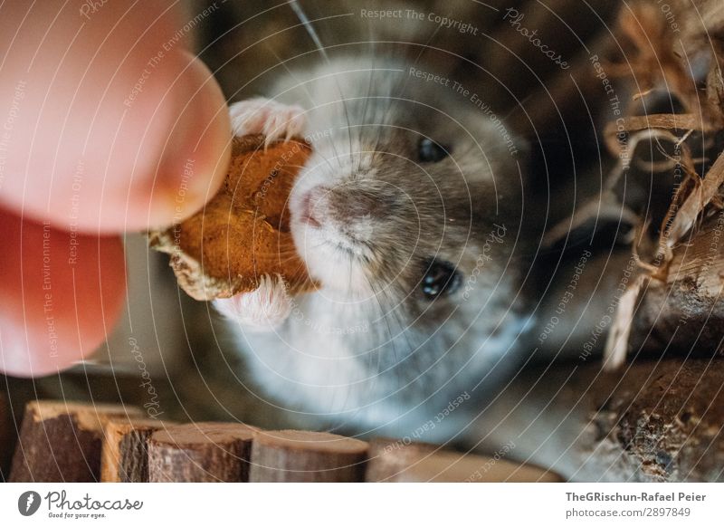 Hamster Tier Haustier 1 braun grau schwarz silber füttern Nagetiere Appetit & Hunger Hand Lebewesen niedlich Farbfoto Menschenleer Tierporträt