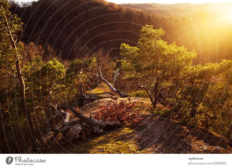Sonnenplätzchen harmonisch Wohlgefühl Erholung ruhig Ausflug Abenteuer Ferne Freiheit Umwelt Natur Landschaft Sonnenaufgang Sonnenuntergang Herbst