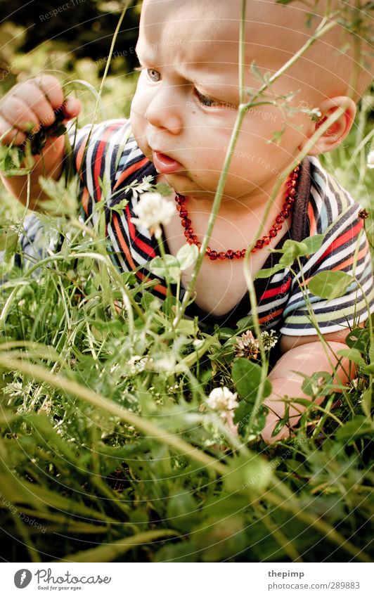 Tiefer Dschungel maskulin Baby Junge Kindheit Kopf 1 Mensch 0-12 Monate Umwelt Natur Erde Sommer Gras Wiese beobachten berühren entdecken krabbeln lernen klein