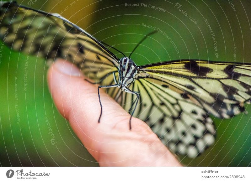 Hautsache | Handschmeichler Finger Tier Wildtier Schmetterling 1 fliegen sitzen außergewöhnlich nah Nahaufnahme berühren Landeplatz flattern Zeigefinger sanft