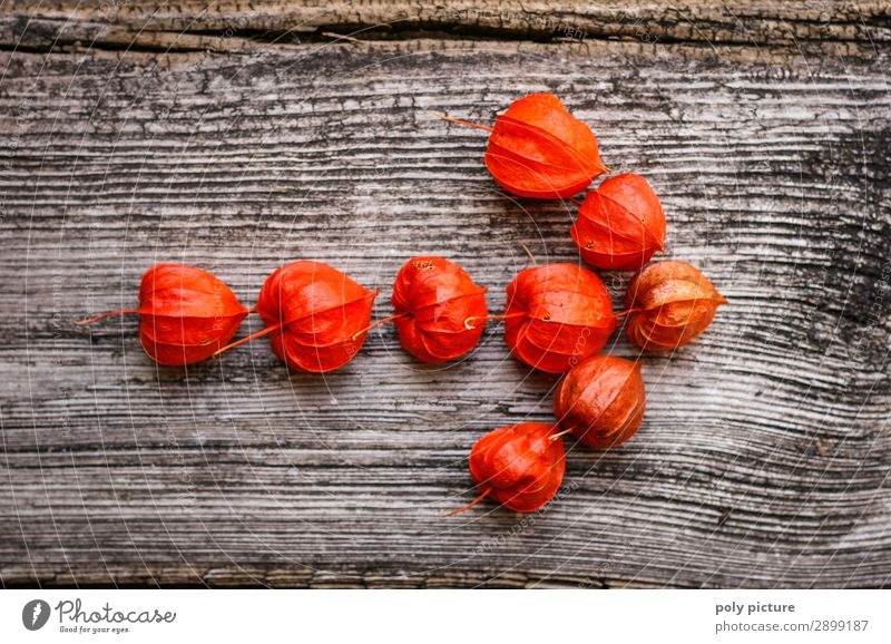 Physalis in Pfeilform Natur Pflanze Frühling Sommer Herbst Klimawandel Holz Zeichen Fortschritt Freiheit Freizeit & Hobby einzigartig Inspiration Wunsch Zeit