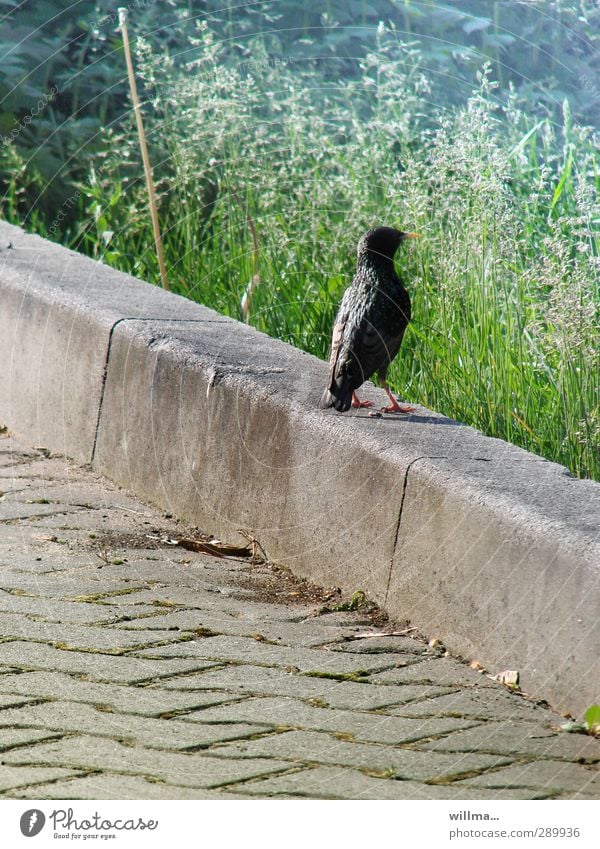 Der Star sammelt sich noch vor seinem großen Auftritt Vogel Wiese Bordsteinkante Zugvogel Starallüren