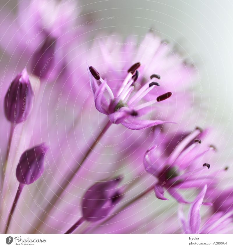 Trash! rosa Gartenkitsch Valentinstag Blume Blüte Allium rosenbachianum Blumenschirm Zierlauch Liliengewäch Liliancea Zwiebellauch Blühend ästhetisch Kitsch nah