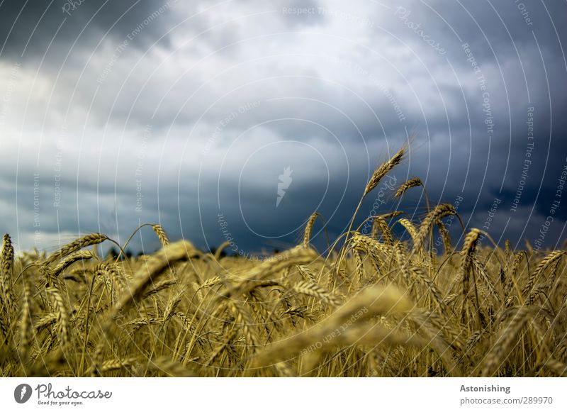im Kornfeld Umwelt Natur Landschaft Pflanze Luft Himmel Wolken Wetter Unwetter Sturm Nutzpflanze Feld Wald blau mehrfarbig gelb gold schwarz weiß Getreide