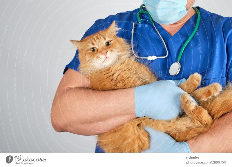 Arzt in blauer Uniform mit flauschiger roter Katze Behandlung Krankheit Medikament Krankenhaus Mensch Mann Erwachsene Hand 18-30 Jahre Jugendliche Tier