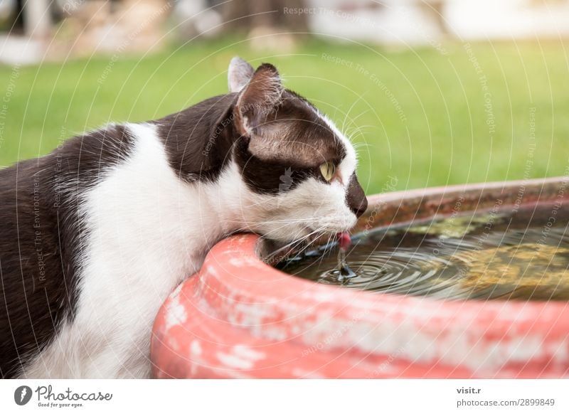 Katze trinkt ein Wasser aus dem Glas. ein lizenzfreies