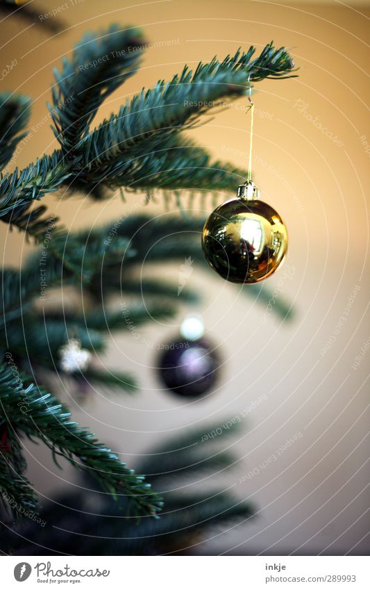 trash [weihnachtsbild] Häusliches Leben Weihnachten & Advent 1 Mensch Weihnachtsbaum Tanne Tannenzweig Dekoration & Verzierung Baumschmuck Kugel hängen gelb