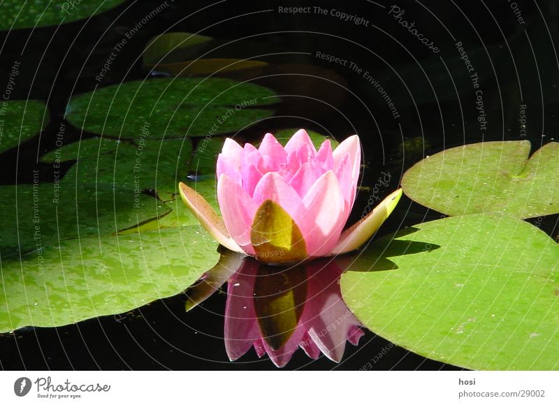 Searose Rose Seerosen Teich Blüte Wasser