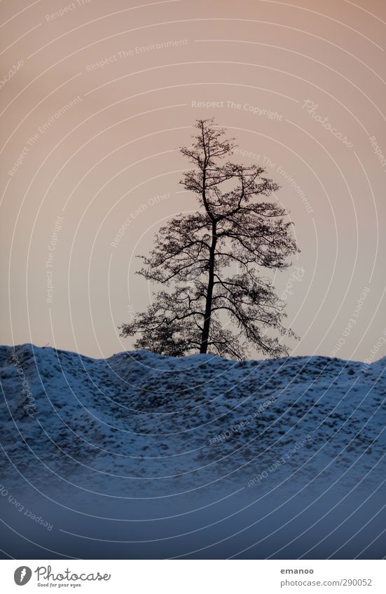 Winterbaum Umwelt Natur Himmel Klima Wetter Schnee Pflanze Baum Hügel Felsen Berge u. Gebirge Gipfel Schneebedeckte Gipfel dunkel kalt blau Laubbaum Baumstamm