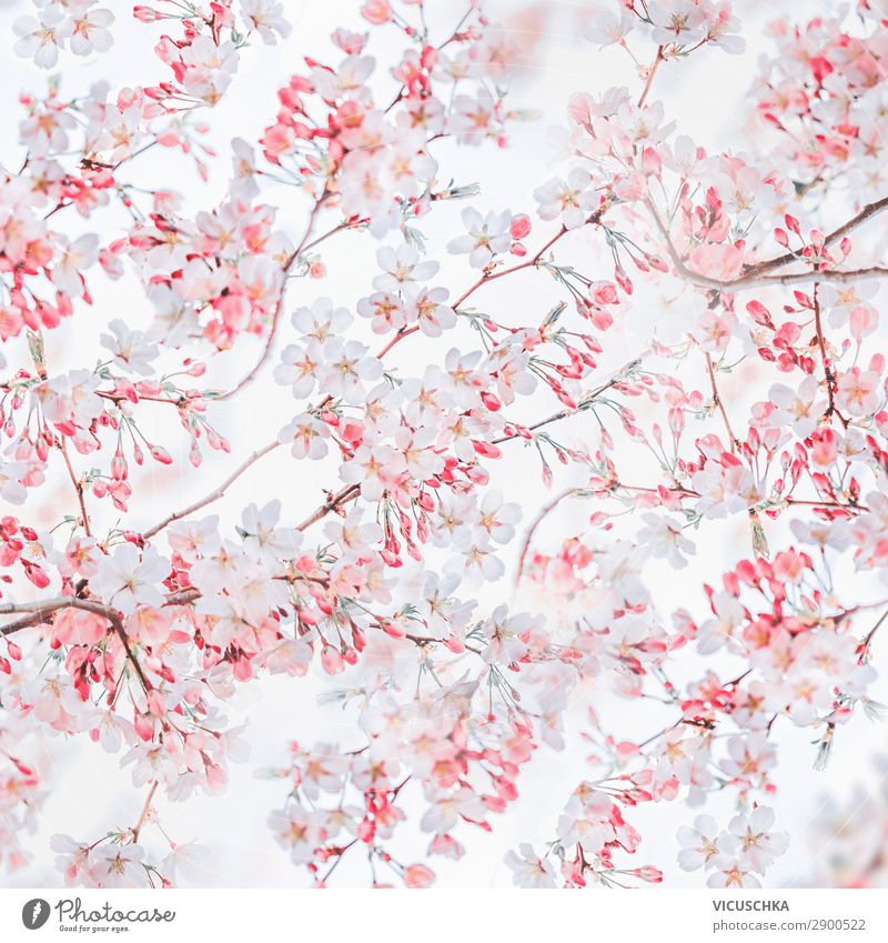 Spring nature background with pink white blossom of cherry trees. Springtime nature. Cherry blossom pattern abstract almond art beautiful beauty bloom blooming